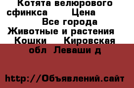 Котята велюрового сфинкса. .. › Цена ­ 15 000 - Все города Животные и растения » Кошки   . Кировская обл.,Леваши д.